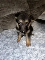 Bella, a female German Shepherd Dog for sale in Brunswick, GA – 2 of 2