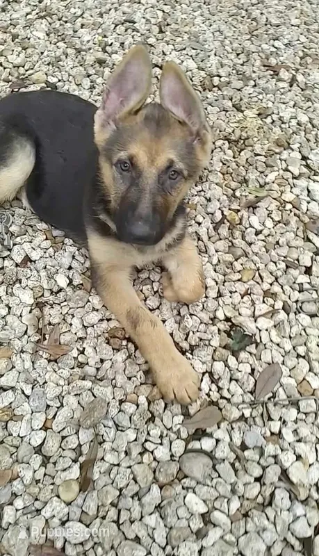 MAX – German Shepherd Dog puppy for sale in Brunswick, GA