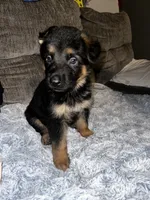 Max, a male German Shepherd Dog for sale in Brunswick, GA – 3 of 3