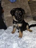 Bruno, a male German Shepherd Dog for sale in Brunswick, GA – 2 of 3