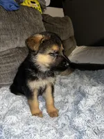 Thor, a male German Shepherd Dog for sale in Brunswick, GA – 3 of 3