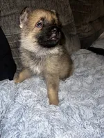 Zeus , a male German Shepherd Dog for sale in Brunswick, GA – 3 of 3