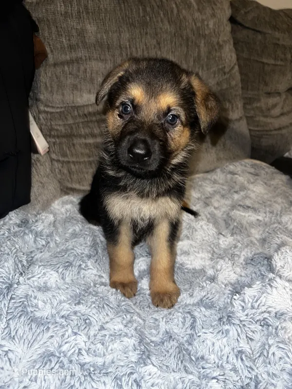Thor – German Shepherd Dog puppy for sale in Brunswick, GA