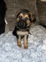 Thor, a male German Shepherd Dog for sale in Brunswick, GA – 1 of 3