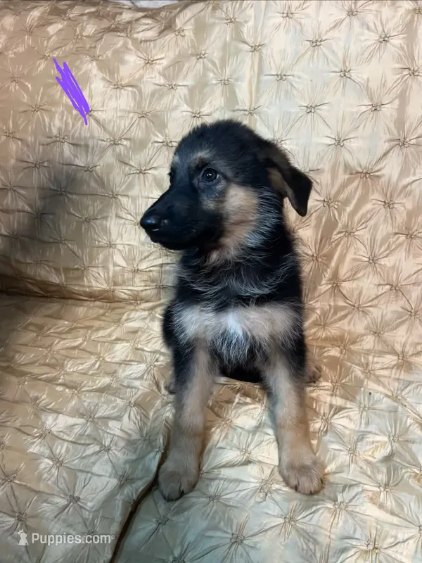BELLA  – German Shepherd Dog puppy for sale in Brunswick, GA