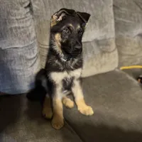 Thor, a male German Shepherd Dog for sale in Brunswick, GA – Photo 1 of 3
