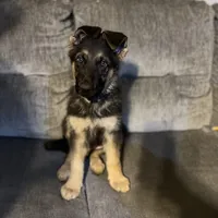 Thor, a male German Shepherd Dog for sale in Brunswick, GA – Photo 3 of 3