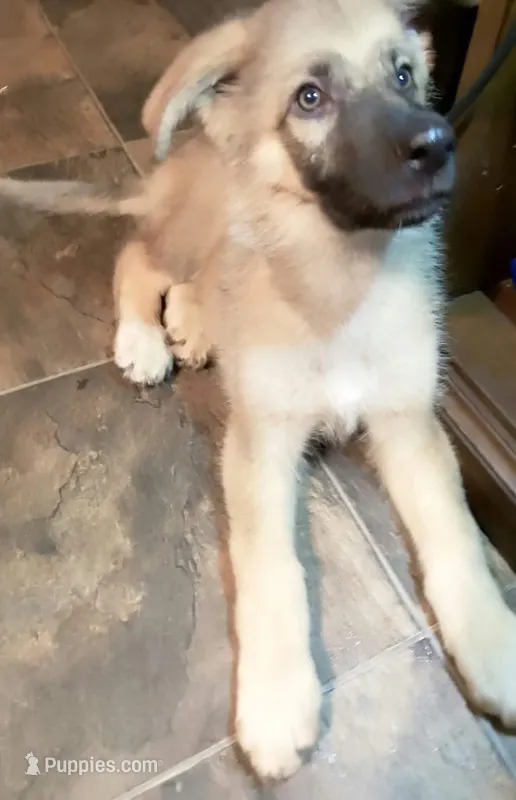 DUQUE – German Shepherd Dog puppy for sale in Brunswick, GA