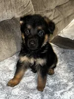 Max, a male German Shepherd Dog for sale in Brunswick, GA – 1 of 3
