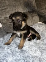 Bruno, a male German Shepherd Dog for sale in Brunswick, GA – 3 of 3