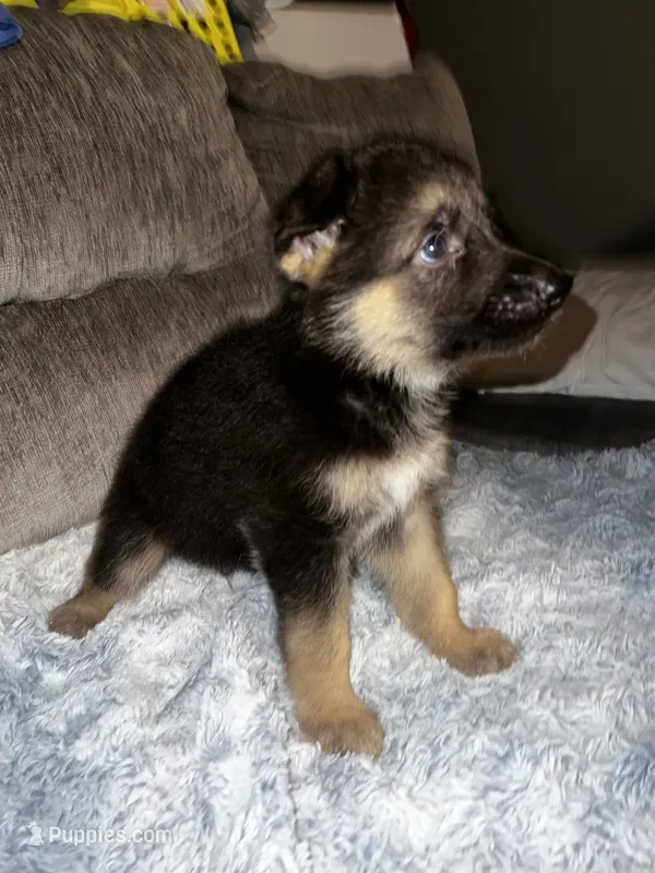 Bella – German Shepherd Dog puppy for sale in Brunswick, GA