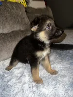 Bella, a female German Shepherd Dog for sale in Brunswick, GA – 1 of 2