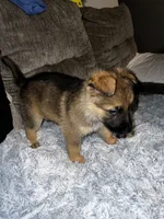 Rex, a male German Shepherd Dog for sale in Brunswick, GA – 3 of 3