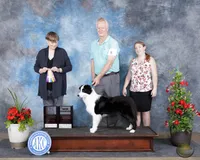 Boss, a male Border Collie for sale in Tahlequah, OK – 3 of 5