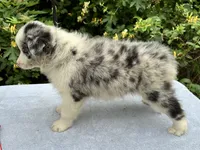 Becky, a female Border Collie for sale in Tahlequah, OK – 4 of 6