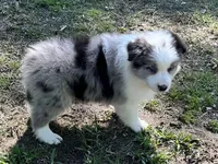 Bandit , a male Border Collie for sale in Tahlequah, OK – 5 of 6