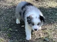 Bandit , a male Border Collie for sale in Tahlequah, OK – 2 of 6