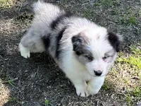 Bandit , a male Border Collie for sale in Tahlequah, OK – 6 of 6