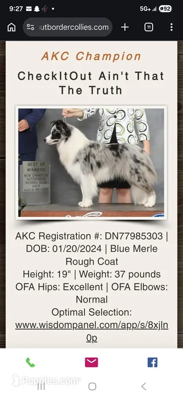 Becky – Border Collie puppy for sale in Tahlequah, OK