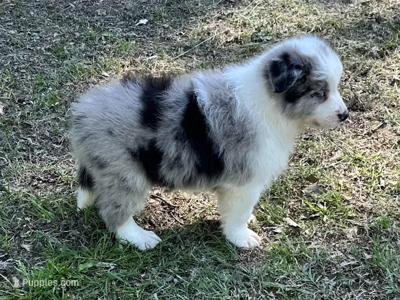 Bandit  – Border Collie puppy for sale in Tahlequah, OK