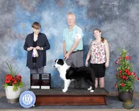 Bandit , a male Border Collie for sale in Tahlequah, OK – 3 of 6