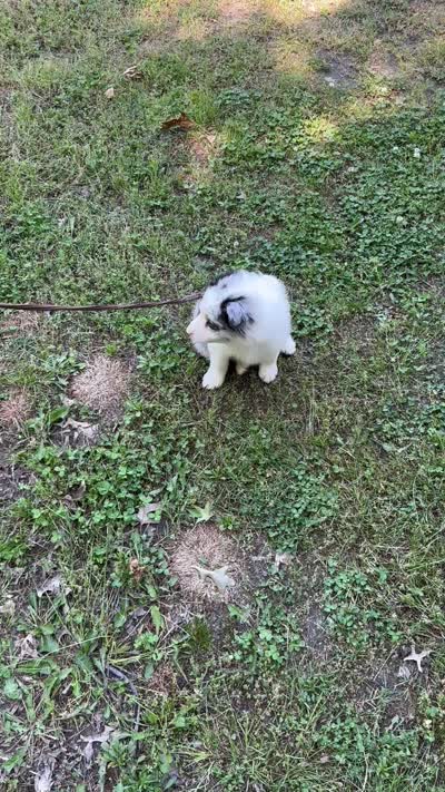 Becky, a female Border Collie for sale in Tahlequah, OK – 6 of 6