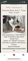 Boss, a male Border Collie for sale in Tahlequah, OK – 2 of 5