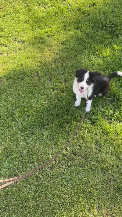 Boss, a male Border Collie for sale in Tahlequah, OK – 5 of 5