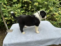 Blue, a male Border Collie for sale in Tahlequah, OK – 7 of 7
