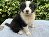 Blue, a male Border Collie for sale in Tahlequah, OK – 2 of 7