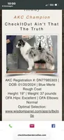 Blue, a male Border Collie for sale in Tahlequah, OK – 3 of 7