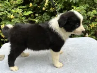 Blue, a male Border Collie for sale in Tahlequah, OK – 5 of 7