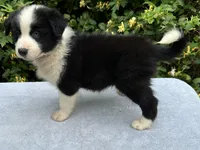 Blue, a male Border Collie for sale in Tahlequah, OK – 6 of 7
