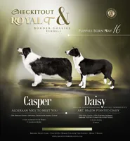 Mazie, a female Border Collie for sale in Tahlequah, OK – Photo 6 of 9