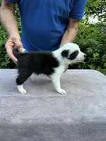Mazie, a female Border Collie for sale in Tahlequah, OK – Photo 8 of 9