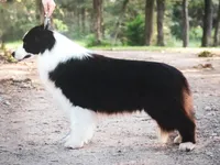 Mazie, a female Border Collie for sale in Tahlequah, OK – Photo 7 of 9