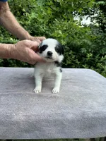 Mazie, a female Border Collie for sale in Tahlequah, OK – Photo 2 of 9
