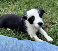 Mazie, a female Border Collie for sale in Tahlequah, OK – Photo 5 of 9