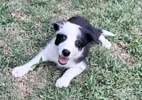 Mazie, a female Border Collie for sale in Tahlequah, OK – Photo 1 of 9