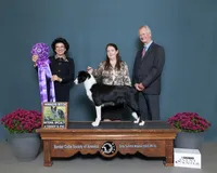 Mazie, a female Border Collie for sale in Tahlequah, OK – Photo 4 of 9