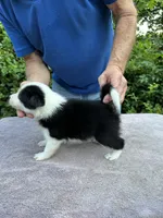 Mazie, a female Border Collie for sale in Tahlequah, OK – Photo 3 of 9