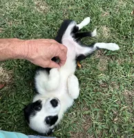 Mazie, a female Border Collie for sale in Tahlequah, OK – Photo 9 of 9