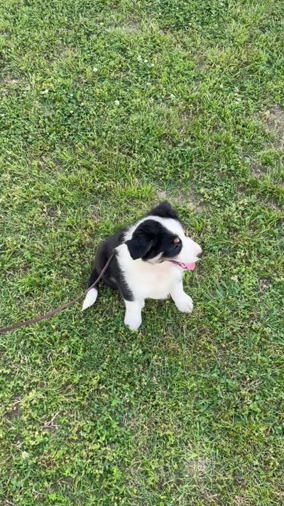 Boss, a male Border Collie for sale in Tahlequah, OK – 4 of 5