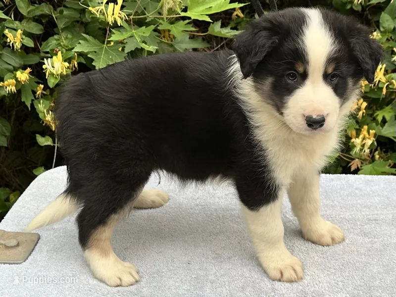 Boss – Border Collie puppy for sale in Tahlequah, OK
