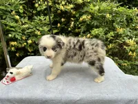 Becky, a female Border Collie for sale in Tahlequah, OK – 5 of 6