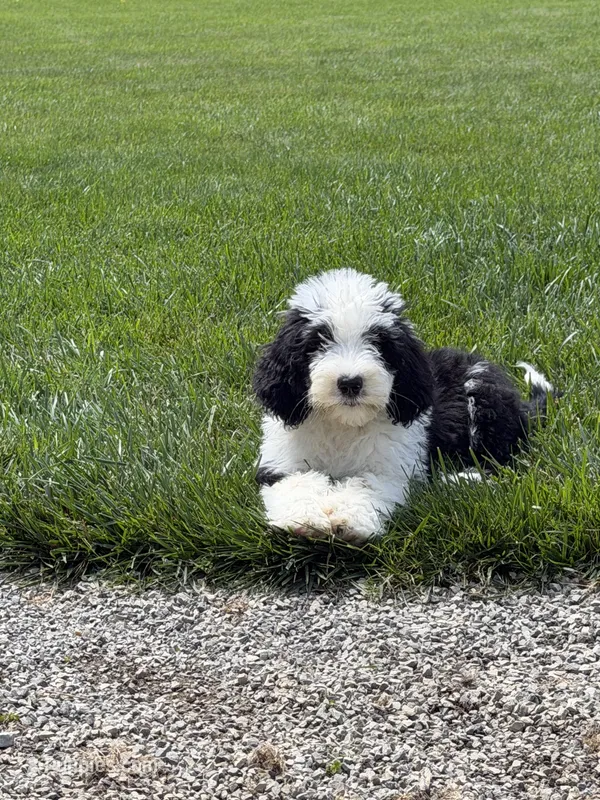 Luna – Sheepadoodle puppy for sale in Youngstown, OH
