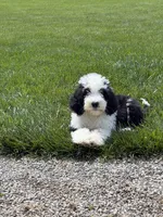 Luna, a female Sheepadoodle for sale in Youngstown, OH – 1 of 3
