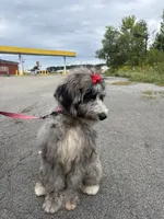 Neema, a female Bernedoodle for sale in Youngstown, OH – 3 of 3
