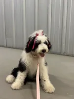 Luna, a female Sheepadoodle for sale in Youngstown, OH – 2 of 3