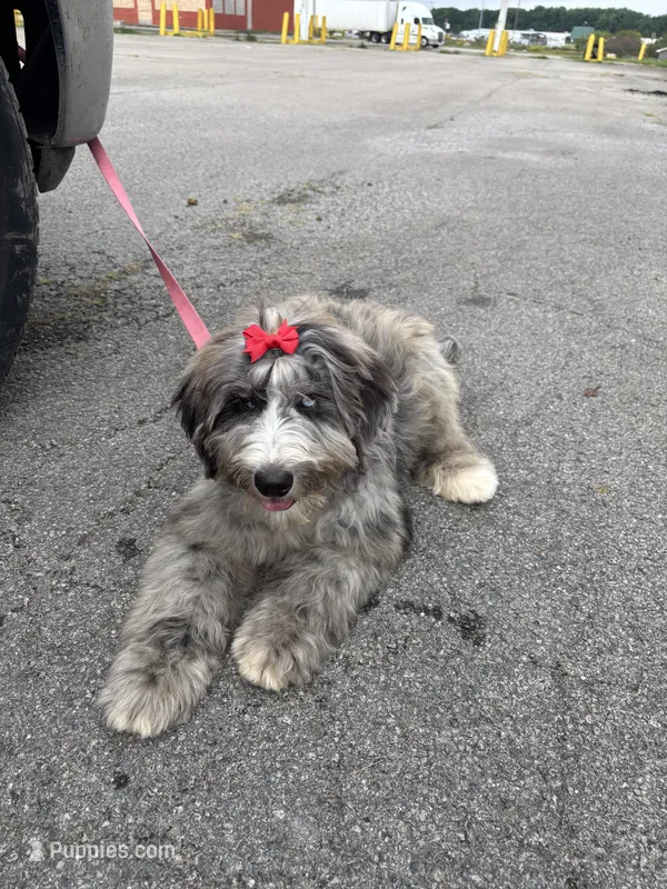 Neema – Bernedoodle puppy for sale in Youngstown, OH
